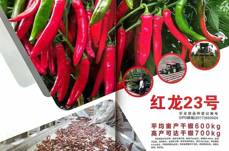 庫爾勒產(chǎn)區(qū)紅龍23的產(chǎn)量如何？