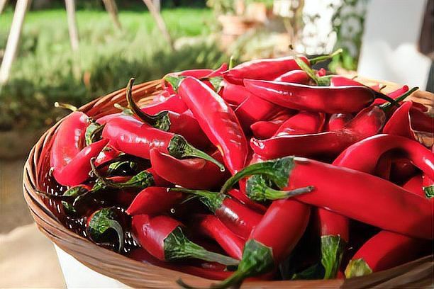 庫爾勒產(chǎn)區(qū)紅龍23的產(chǎn)量如何？