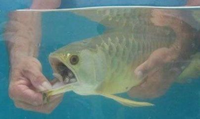 龍魚嘴巴撞爛了怎么辦：龍魚嘴巴撞爛了怎么辦，4種處理方法
