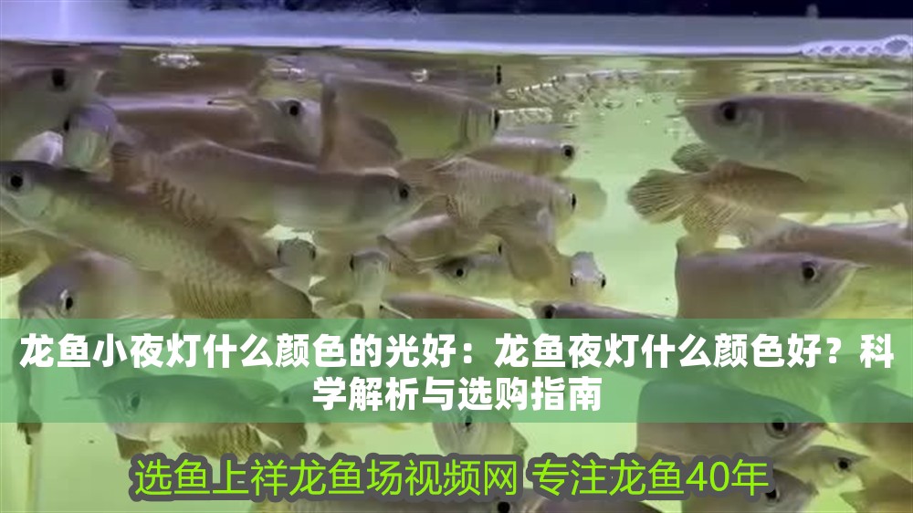 龍魚(yú)小夜燈什么顏色的光好：龍魚(yú)夜燈什么顏色好？科學(xué)解析與選購(gòu)指南
