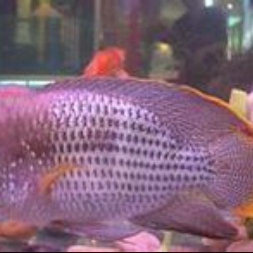 藍寶石慈鯛魚有攻擊性嗎