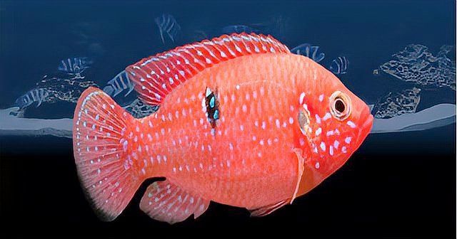 藍寶石慈鯛魚有攻擊性嗎