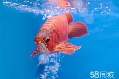 龍魚和錦鯉哪個好看：錦鯉和龍魚哪個好看
