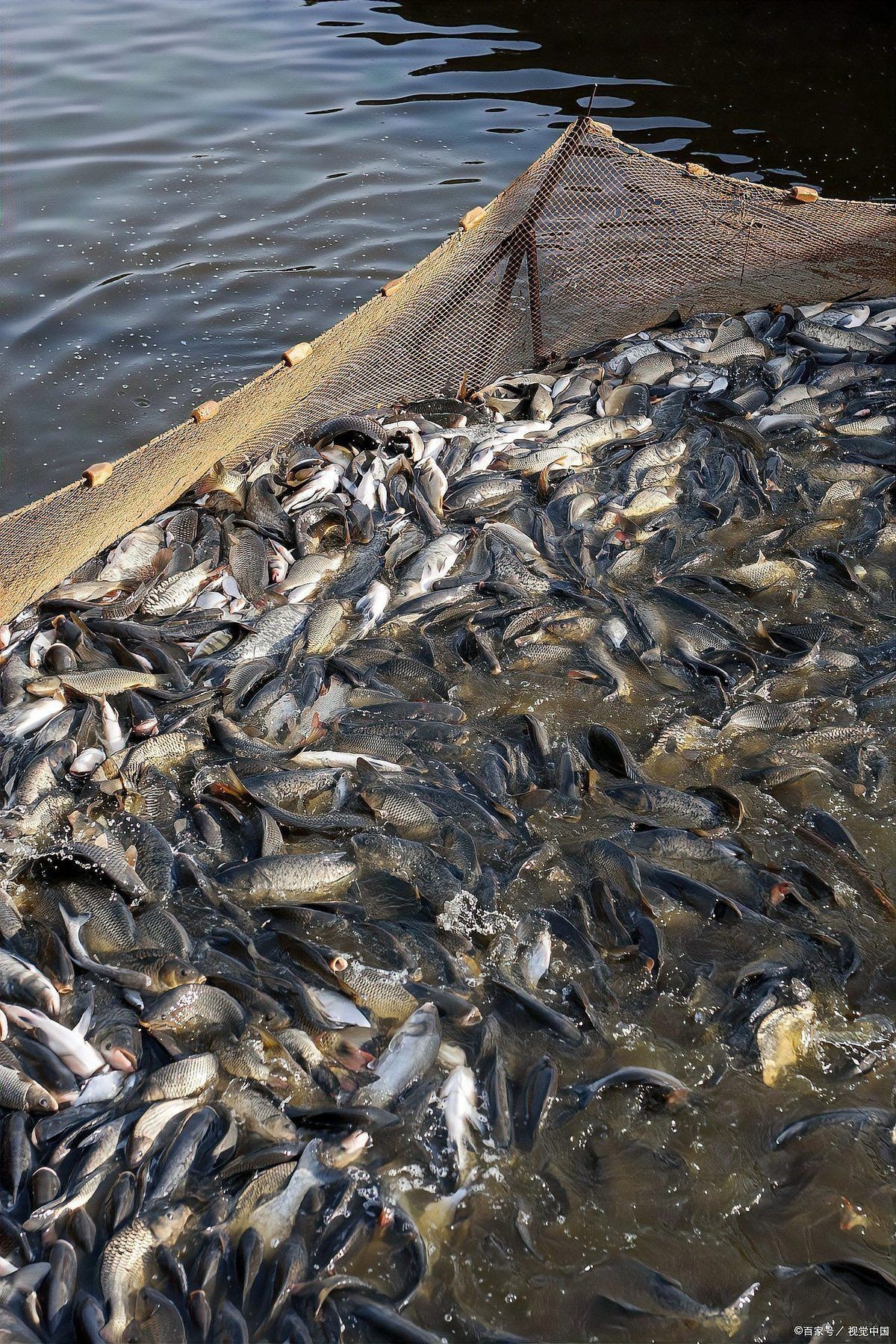 土霉素治療魚腹水的休藥期具體多久？