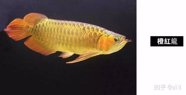 橘黃色的龍魚叫什么：橘黃色的龍魚叫什么橘黃色的龍魚叫什么橘黃色的龍魚