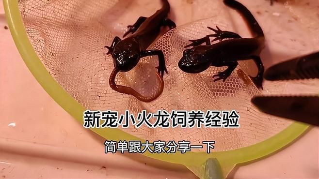 如何安全地觀察小火龍魚？
