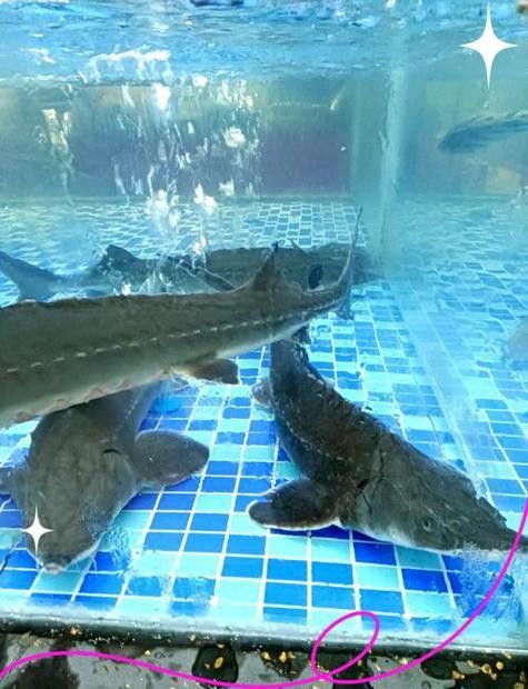 深圳龍魚批發價格查詢