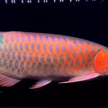 深圳龍魚批發價格查詢
