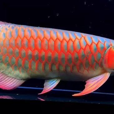深圳龍魚批發價格查詢