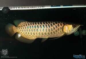龍魚溶鱗有傳染性嗎？