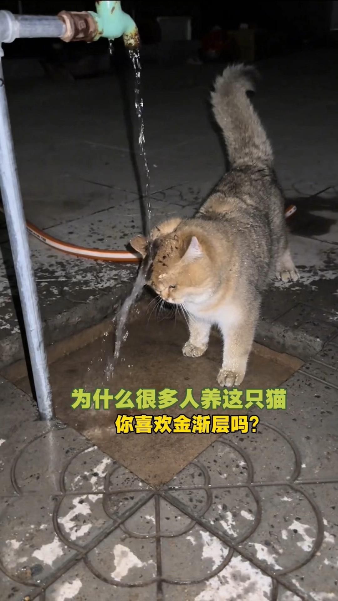 貓金漸層