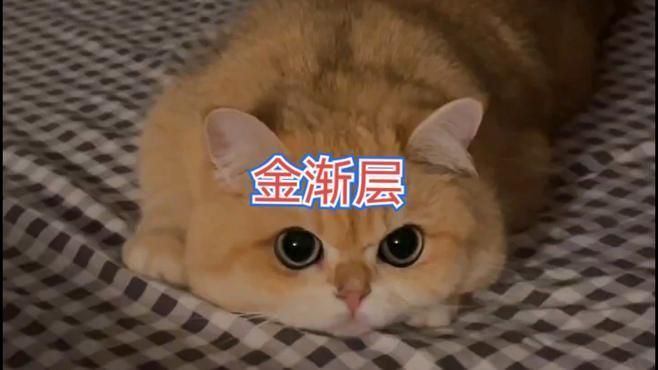 貓金漸層