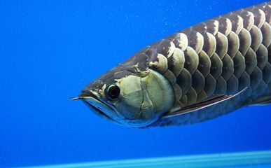 戰船魚和銀龍魚哪個好養：防止金龍魚兜嘴的方法