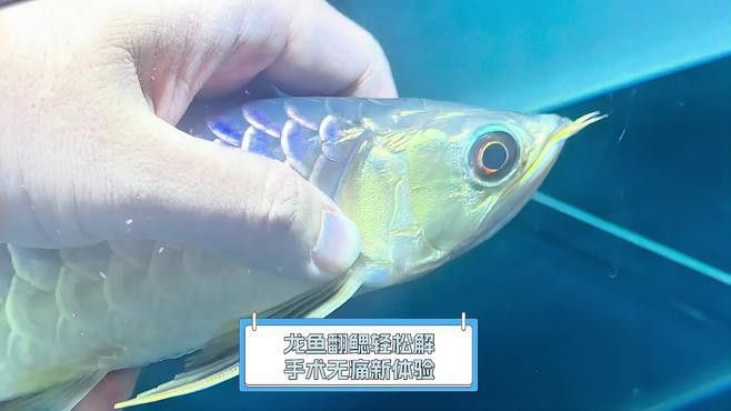 龍魚翻鰓手術費用大概是多少？