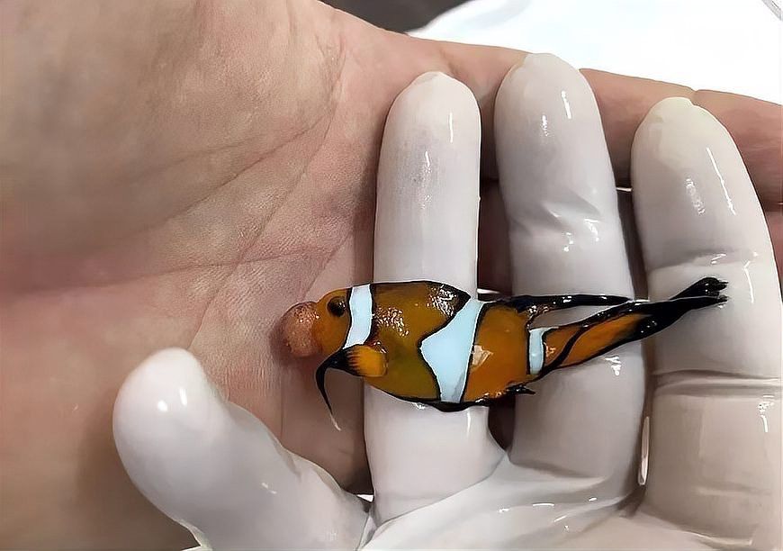 龍魚翻鰓手術費用大概是多少？