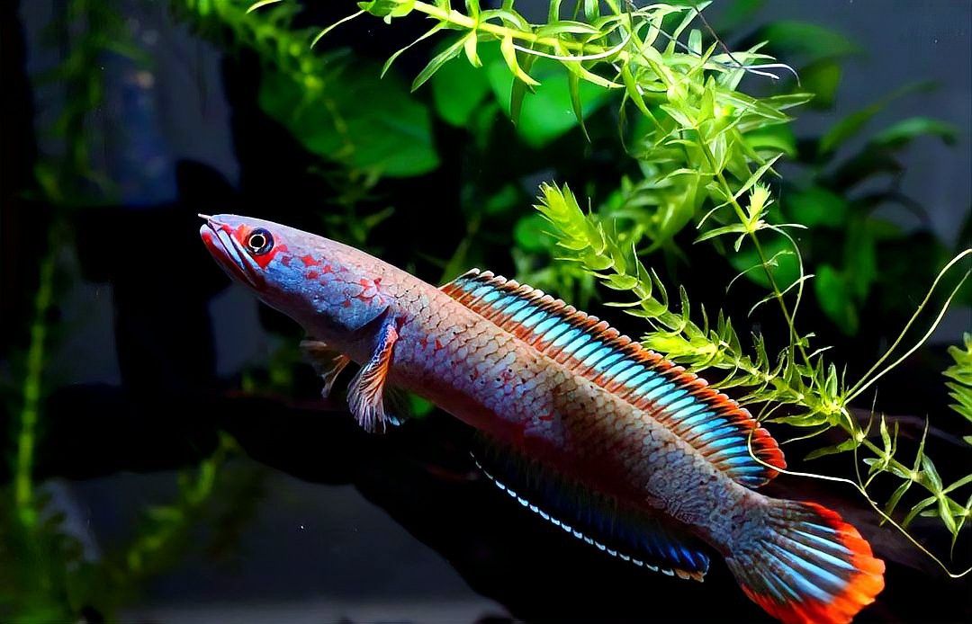 血斑雷龍魚怎么看品相