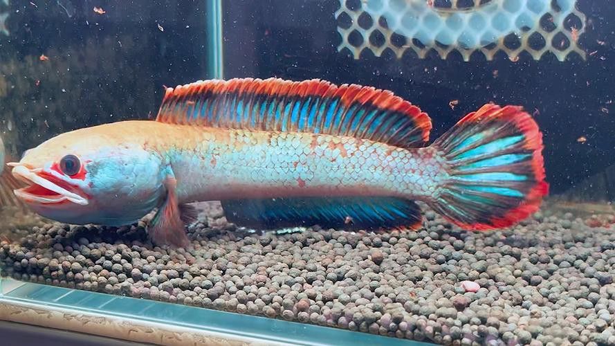 血斑雷龍魚怎么看品相