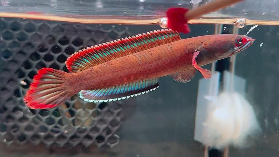 血斑雷龍魚怎么看品相
