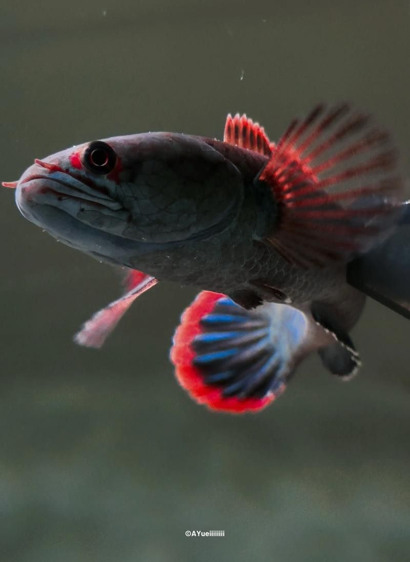 血斑雷龍魚怎么看品相