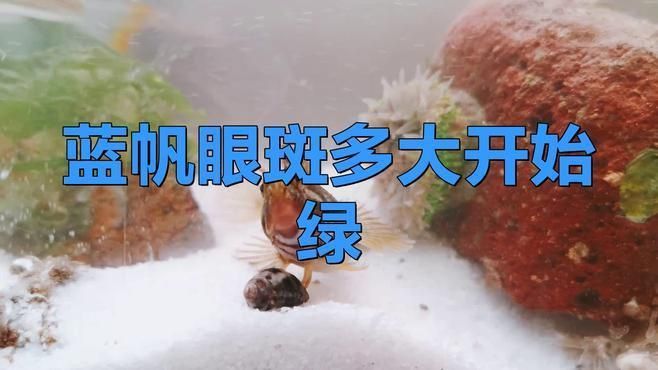藍(lán)帆眼斑多大開始綠