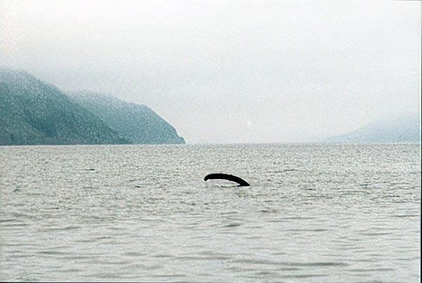 湛江湖光巖龍魚