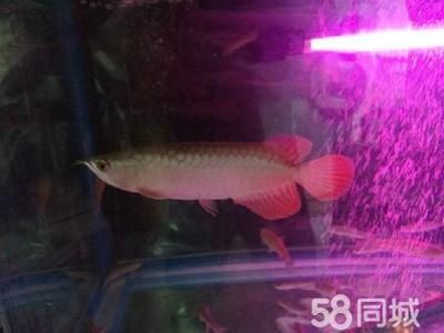 血紅金龍魚1000萬：血紅金龍魚為什么能在市場上賣出1000萬的價格？