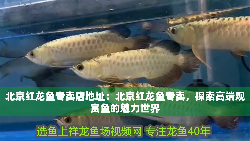 北京紅龍魚專賣店地址：北京紅龍魚專賣，探索高端觀賞魚的魅力世界