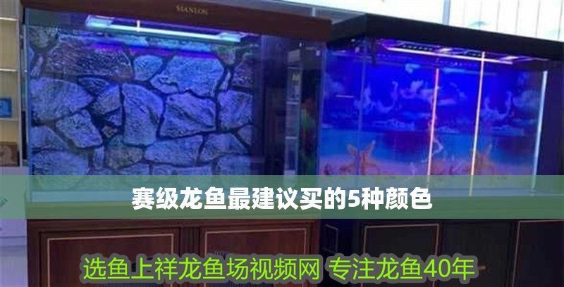 賽級(jí)赤紅龍最建議買的三個(gè)顏色