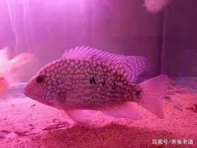 龍魚(yú)能長(zhǎng)幾年不長(zhǎng)大嗎：銀龍魚(yú)的生長(zhǎng)速度和周期因其品種和生活環(huán)境不同而有所差異
