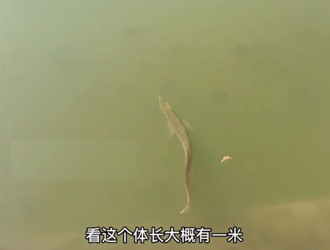 龍魚不養了是要放生還是送人？：處理不再飼養的龍魚的最佳方式