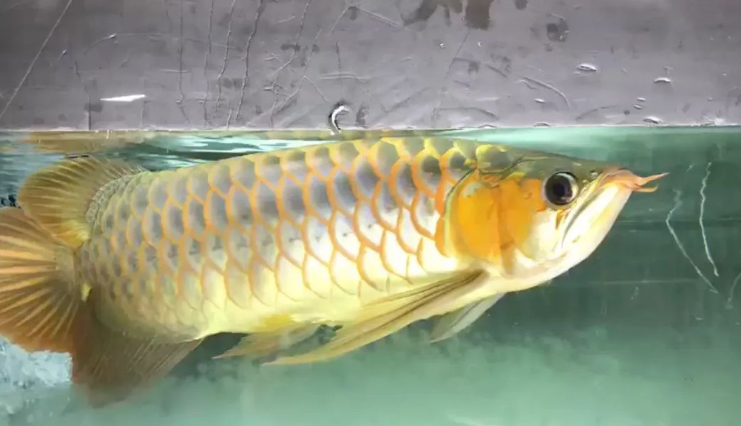 龍魚不養了是要放生還是送人？：處理不再飼養的龍魚的最佳方式