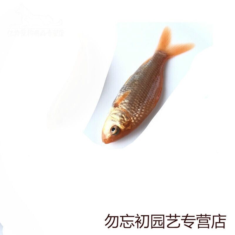 龍魚不養了是要放生還是送人？：處理不再飼養的龍魚的最佳方式