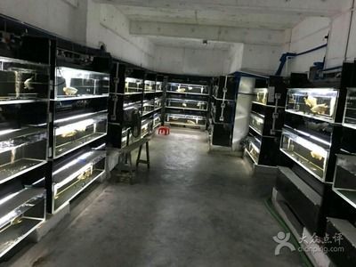 龍魚干蝦有營養嗎 龍魚熱帶魚:龍魚是熱帶魚嗎? 龍魚百科 龍魚熱帶魚:龍魚是熱帶魚嗎? 龍魚熱帶魚:龍魚是熱帶魚嗎? 龍魚百科