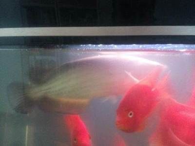 金龍魚的體型大小受到養(yǎng)殖環(huán)境的影響，家養(yǎng)金龍魚能長多大的魚：家養(yǎng)金龍魚的體型大小影響因素