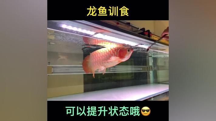龍魚訓食教學視頻完整版：龍魚訓練和喂食方法