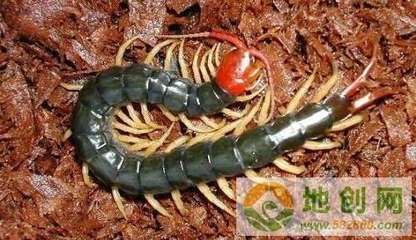紅龍魚養殖技術與管理（紅龍魚的養殖技術和管理要點）
