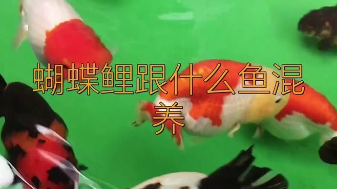 龍魚蝴蝶鯉混養
