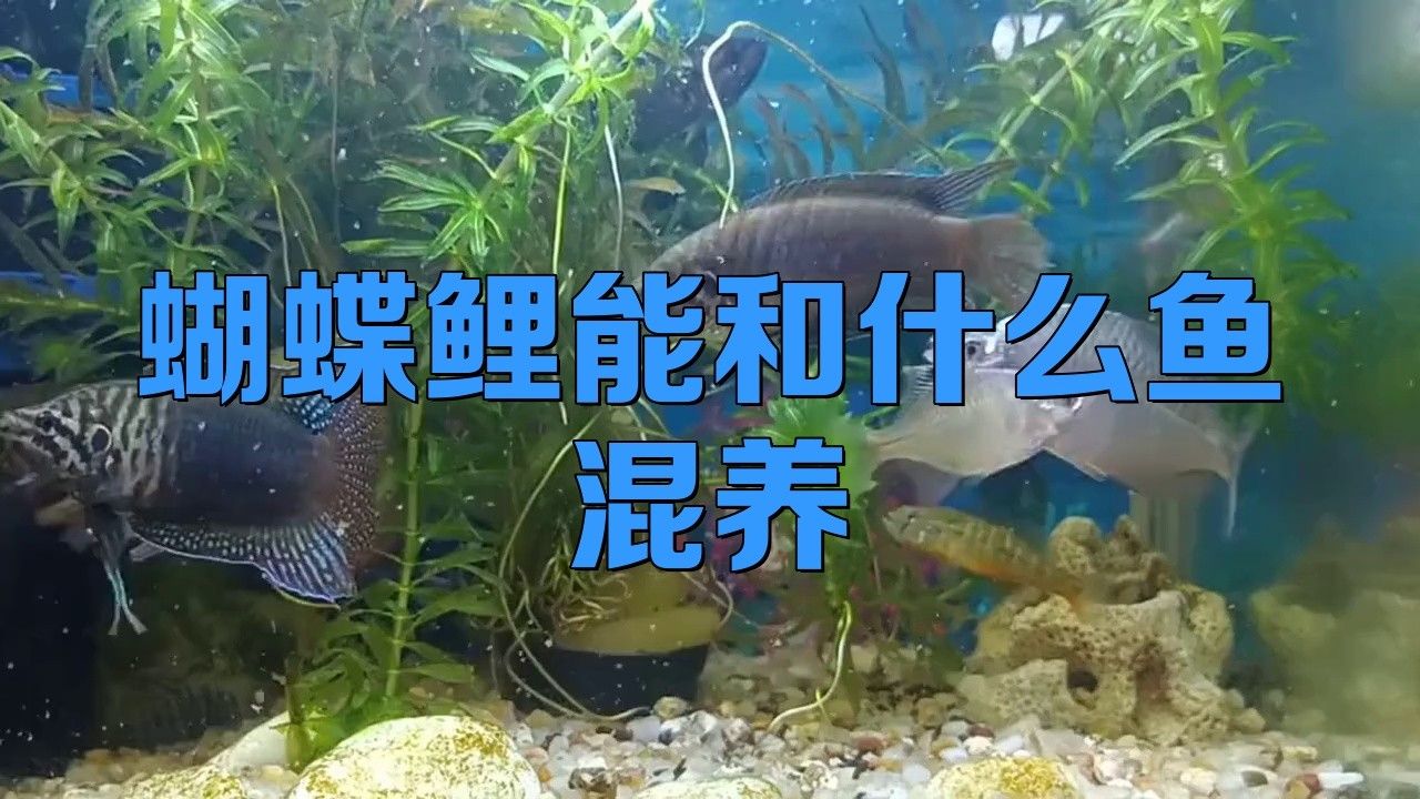 龍魚蝴蝶鯉混養