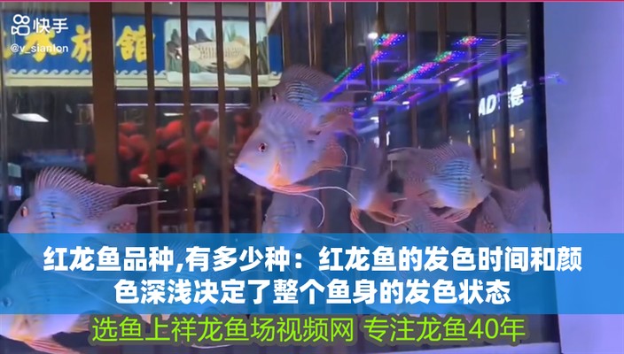 龍魚有病怎么治療好得快一點：龍魚疾病如何治療
