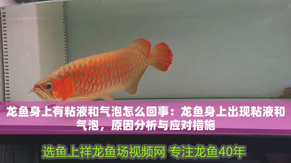 龍魚身上有粘液和氣泡怎么回事：龍魚身上出現粘液和氣泡，原因分析與應對措施