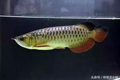龍魚運輸中掉一片鱗片會影響生命嗎嗎（龍魚在運輸中掉一片鱗片會影響生命嗎）