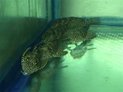 龍魚內蒙眼和在蒙眼的區別：龍魚內蒙眼和外蒙眼的區別
