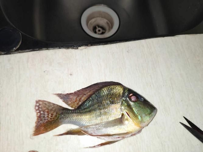手機怎么掃描龍魚芯片二維碼圖片