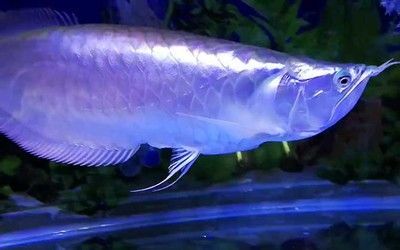 銀龍魚幼魚期營養(yǎng)搭配：銀龍魚幼魚期如何預防疾病，銀龍魚幼魚飼料品牌推薦