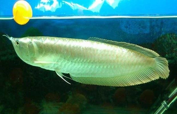 銀龍魚幼魚期營養(yǎng)搭配：銀龍魚幼魚期如何預防疾病，銀龍魚幼魚飼料品牌推薦