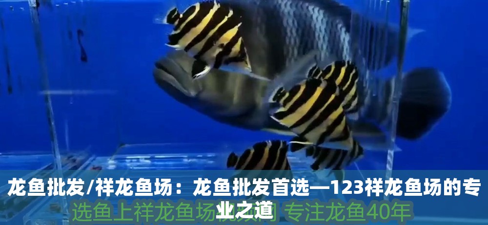 龍魚(yú)批發(fā)/祥龍魚(yú)場(chǎng)：龍魚(yú)批發(fā)首選—123祥龍魚(yú)場(chǎng)的專業(yè)之道