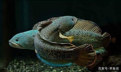 雷龍魚怎么飼養（雷龍魚疾病預防指南,雷龍魚養殖環境布置技巧）