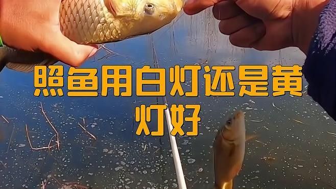 銀龍魚用什么顏色的燈光最好