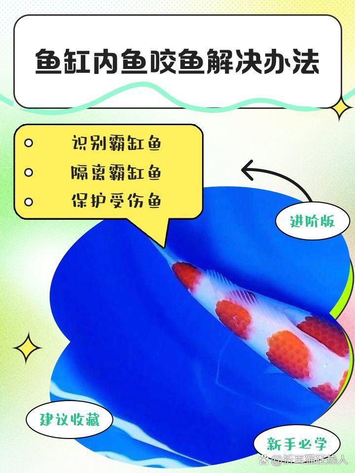 藍寶石魚咬魚的原因