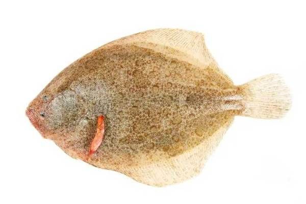 獐子島魚苗品種及特點:獐子島蝦夷扇貝新品種“獐子島紅”以及人工增殖的天鵝蛋大蛤 龍魚百科 第1張 獐子島魚苗品種及特點:獐子島蝦夷扇貝新品種“獐子島紅”以及人工增殖的天鵝蛋大蛤 獐子島魚苗品種及特點:獐子島蝦夷扇貝新品種“獐子島紅”以及人工增殖的天鵝蛋大蛤 龍魚百科 第1張